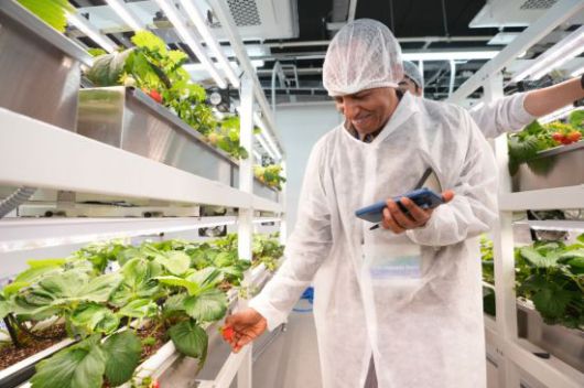 에티오피아 공무원들이 딸기 전문재배실을 견학하고 있다. 강북구 제공.