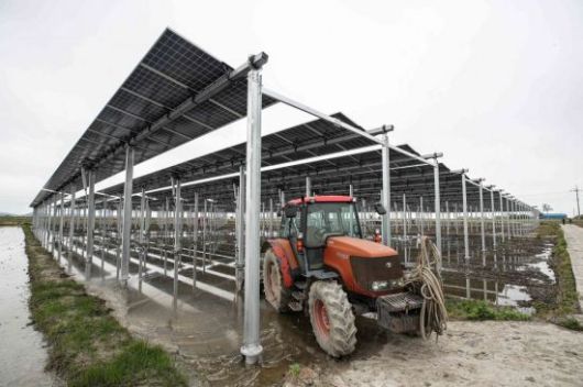 전남 영광군 염산면 월평읍 농경지에 설치된 영농형태 태양광 발전소. 강진형 기자