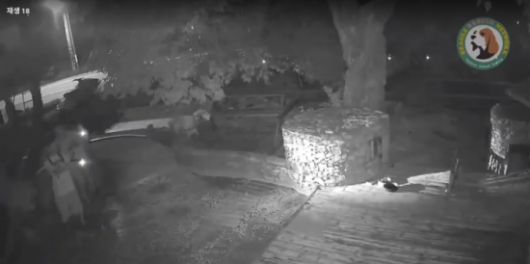 경남 거제시 한 식당 마당에 남성들이 들어와 비비탄총을 겨누고 있는 모습. 비글구조네트워크 카페 게시 영상 갈무리