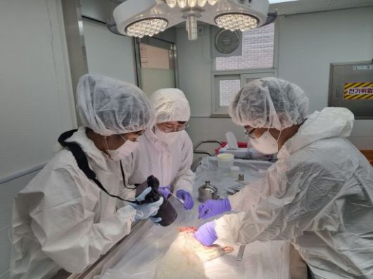 경기도동물위생시험소가 동물 부검을 하고 있다. 경기도 제공