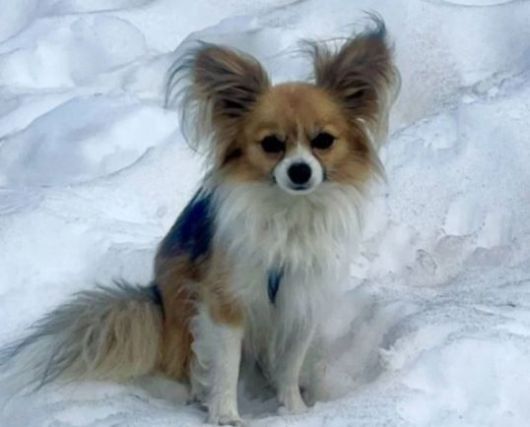 치와와. 홍콩사우스차이나모닝포스트(SCMP) 캡처.