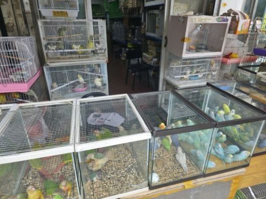 7일 찾은 서울 종로구 청계천 애완동물 거리에 앵무새들이 진열되어 있다. 최영찬 기자