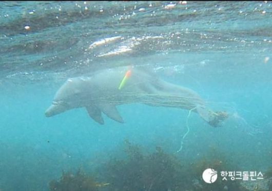 . 앞서 종달이는 지난 2023년 11월 낚싯줄에 얽힌 채 발견된 이후 2024년 8월 약 10개월 만에 낚싯줄 일부를 제거하는 데 성공한 바 있다. 핫핑크돌핀스 제공