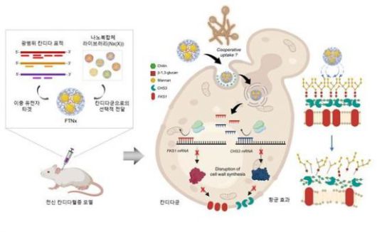 병원성 칸디다균을 표적하는 유전자 치료제 FTNx의 작동 원리 및 치료 적용 결과를 나타낸 개념도. KAIST 제공