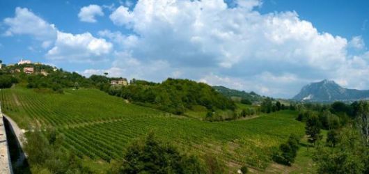 마스트로베라르디노의 '피아노 디 아벨리노 DOCG(Fiano di Avellino DOCG)' 포도밭 전경.