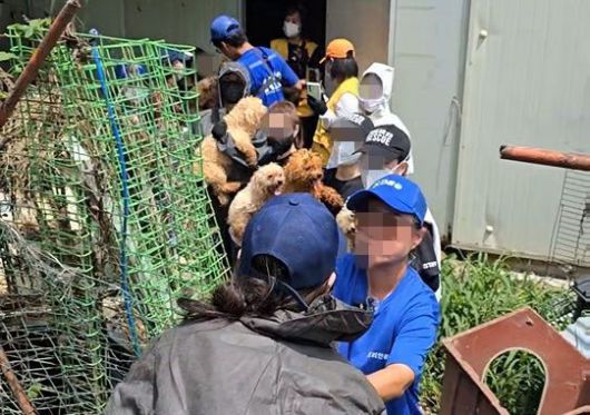 인천 강화도 번식장에서 개 300여마리가 구조됐다. 루시의 친구들