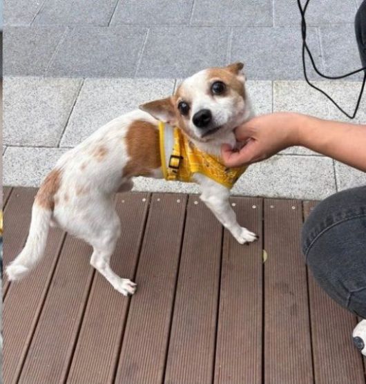 학대 피해 강아지 '사군이'. 부산동물사랑길고양이보호연대