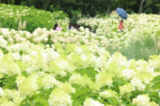 지난 6일 오전 제주시 구좌읍 송당리 동화마을을 찾은 관광객들이 나무수국 꽃이 만개한 정원을 둘러보고 있다. 사진은 본문 내용과 직접적 연관 없음. 연합뉴스