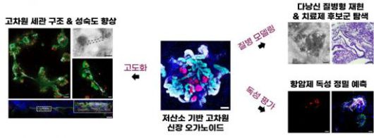 인공 미니 신장의 응용처.