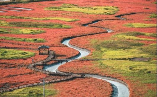 태평염전 함초 모습. 신안군