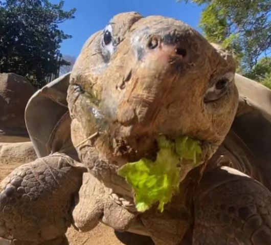 한 세기 넘게 사랑받아온 갈라파고스땅거북이 그래마가 141세로 생을 마쳤다. 미 샌디에이고 동물원 인스타그램