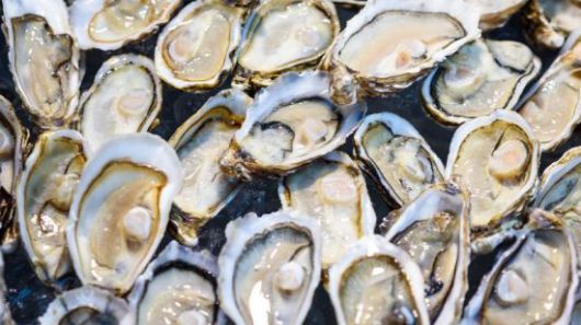 "10개 중 10개가 죽었다고 할 정도다" 양식장 관계자의 말에 히로시마현 구레시는 지원금을 지급하기로 결정했다. 게티이미지