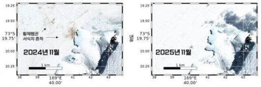 2024~25년 11월 쿨먼섬 황제펭귄 서식지 비교. 2025년도에는 2024년도와 비교했을 때, 황제펭귄 배설물인 구아노의 흔적(왼쪽 사진 갈색)을 거의 찾아볼 수 없음. 극지연구소 제공