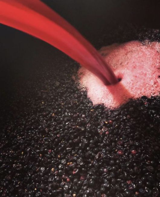 발효 단계를 거치고 있는 피노 누아[사진=도멘 미쉘 르부르정]