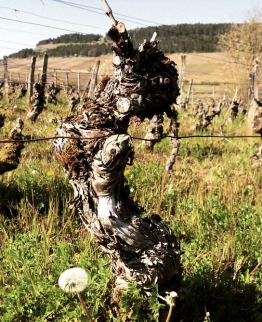 120년가량 된 도멘 미쉘 르부르정의 올드 바인[사진=도멘 미쉘 르부르정]