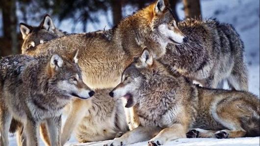 러시아 시베리아 일대 살고 있는 유라시아 늑대 모습. 유튜브 캡쳐