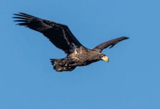 참수리 유조. (새 통신원 조현표 제공)