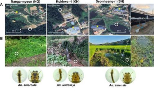 2024년 강화군에서 채집한 얼룩날개모기속(Anopheles) 유충 분포. 내가면·국화리·선행리에서 조사했으며, 노란 별표는 축사, 흰 원은 유충 번식지를 나타낸다. 유충은 축사 인근 관개수로에서 시네로이데스얼룩날개모기(Anopheles sineroides), 린데사이얼룩날개모기(Anopheles lindesayi), 중국얼룩날개모기(Anopheles sinensis)가 확인됐다. 연구진 제공