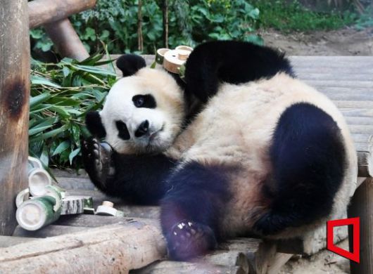 자이언트 판다 '푸바오'가 경기 용인시 에버랜드 판다월드에서 지냈던 시절의 모습.