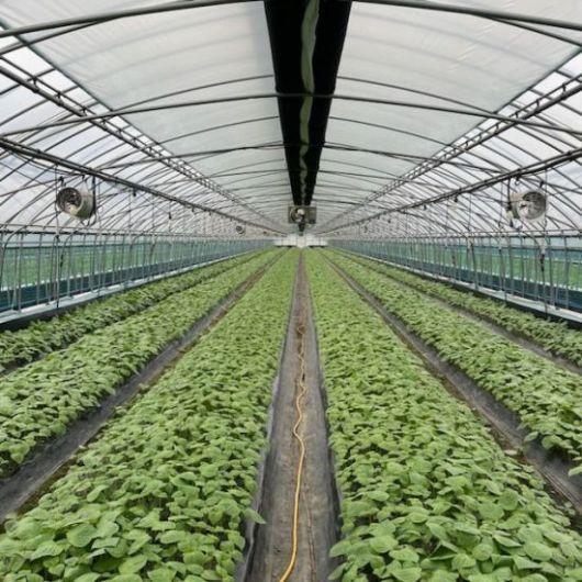 사진=금산군 제공