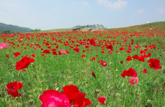중앙고속도로남원주나들목 진입도로변 대형 꽃밭에 핀 양귀비 모습. 연합뉴스