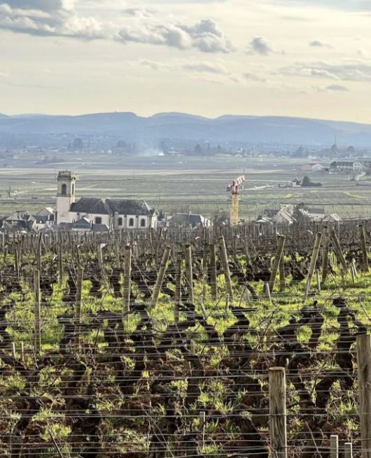 도멘 미쉘 르부르정의 포마르 '레 노종(Les Noisons)' 포도밭 전경.[사진=도멘 미쉘 르부르정]