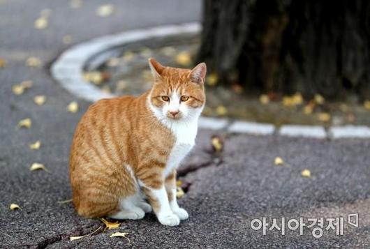 아시아경제