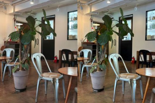 샤오미 14T(왼쪽)와 아이폰16(오른쪽)으로 찍은 사진. 아이폰16 촬영 사진은 잎 부분이 비교적 선명하고 전체적으로 노란 색감이었다. 전영주 기자