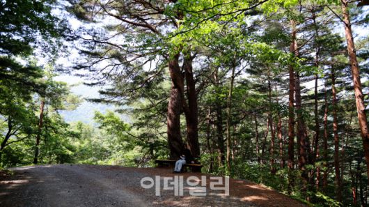 무건리 이끼폭포 가는길 임도에서 잠시 쉬고 있는 여행객