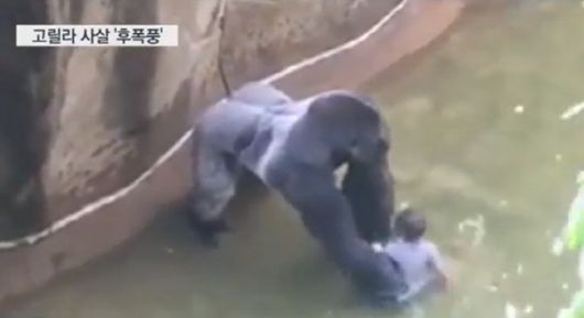 2016년 미국 신시내티 동물원 고릴라 사육사로 떨어진 세살짜리 어린이를 바라보고 있는 고릴라 하람베.(사진=연합뉴스TV)