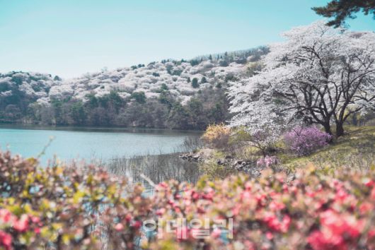 호암미술관 희원 앞 벚꽃 풍경 (사진=삼성물산)