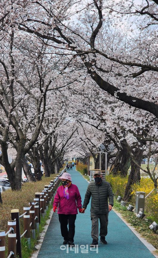 전북 순창 읍내를 가로지르는 섬진강 지류인 양지천은 이미 벚꽃이 만개했다.