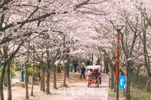 켄싱턴리조트 설악비치 인근에 위치한 영랑호에서 관광객이 자전거를 타며 벚꽃을 즐기고 있다