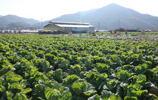 경북 문경시 농암면 한 배추밭(사진=연합뉴스)