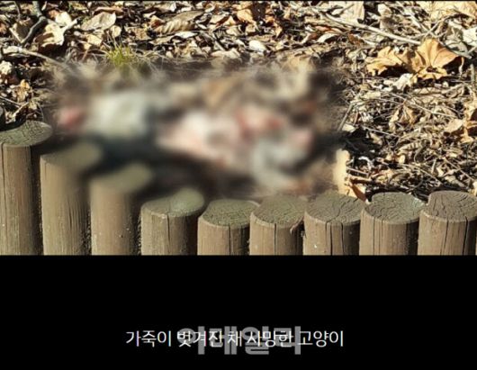 지난 2월 동물보호단체 동물자유연대에 제보가 들어온 길고양이 급식소 근처에서 살해된 채 발견된 고양이의 모습(사진=동물자유연대)