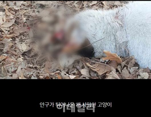 지난 2월 동물보호단체 동물자유연대에 제보가 들어온 길고양이 급식소 근처에서 살해된 채 발견된 고양이의 모습(사진=동물자유연대)