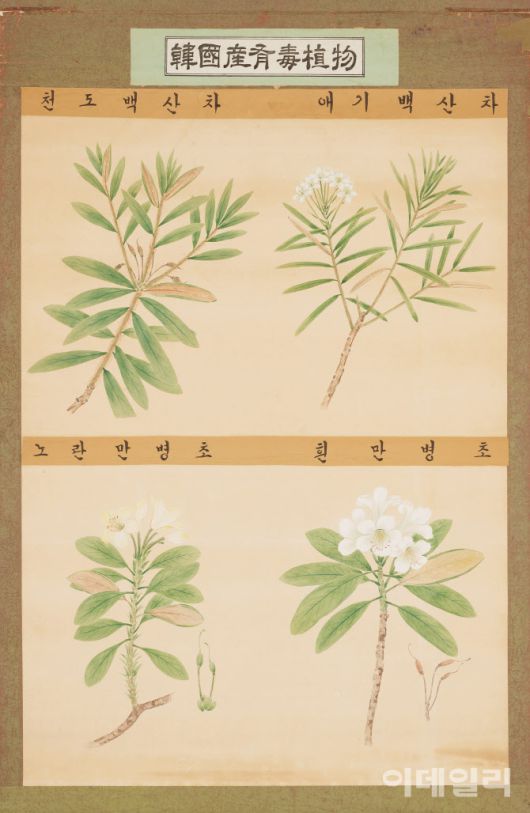 정찬영의 ‘한국산유독식물’(천도백산차·애기백산차·노란만병초·흰만병초, 1940s). 식물학자이자 약학자인 남편 도봉섭의 연구를 돕기 위해 시작한 식물세밀화 연작 중 하나다. ‘한국산유독식물’이란 제목 그대로 ‘독 있는 식물’이 대상이다. 4종씩 큼직하게 확대해 1m 길이의 종이에 정교하게 옮겨냈다. 지난 5월 1일 국립현대미술관 과천에서 개막한 ‘MMCA 과천 상설전: 한국근현대미술Ⅰ’에 걸렸다. 종이에 색, 107×75㎝. 국립현대미술관 소장.