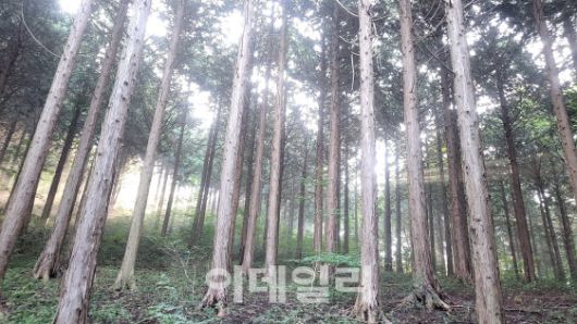 전남 순천의 백이산편백숲 전경. (사진=백이산편백 제공)