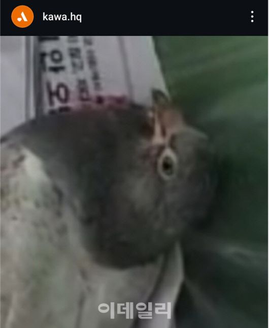 구일역에서 새총을 맞고 피를 흘리며 쓰러져 있는 비둘기 모습. 아직 살아 있는 상태지만 구일역 청소직원은 바로 목을 비틀어 쓰레기통에 투하했다.(사진=동물자유연대)