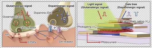 [연구그림] 센서를 이루는 소자인 광트랜지스터의 구조