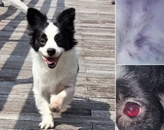 20대 남성 3명의 비비탄 난사로 인해 숨진 반려견 '솜솜이'. (사진=비글구조네트워크)