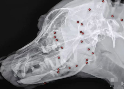 수술 후 백구의 얼굴 부분에서만 총알 26개가 제거됐다. 백구의 엑스레이 사진. (사진=VIP동물동물의료센터)