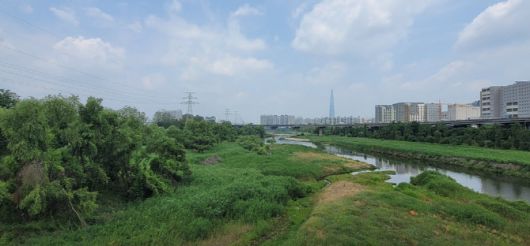 탄천 위험수목 정비대상지 전경(사진=강남구)