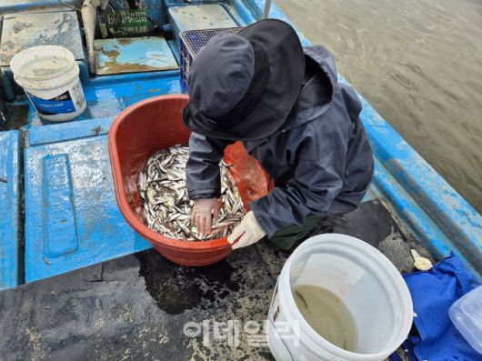 지난 3월 경기도해양수산자원연구소 관계자들이 남양호에서 채집한 민물고기를 살펴보고 있다. 연구소는 지난 5년간 남양호에 빙어 치어 314만 마리를 방류했으나 올해 조사에서 더이상 빙어가 서식하지 않고 있는 것으로 파악되고 있다. (사진=경기도해양수산자원연구소)