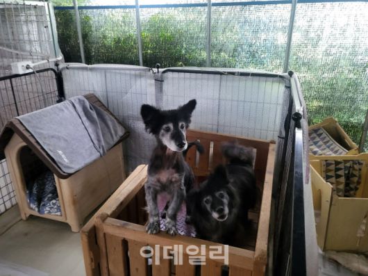 소형견사 안에서도 분리된 별도의 공간에서 지내는 쌍둥이 개 두마리가 침대 위에 올라가 낯선 모습의 기자를 살펴보고 있다.(사진=박지애 기자)