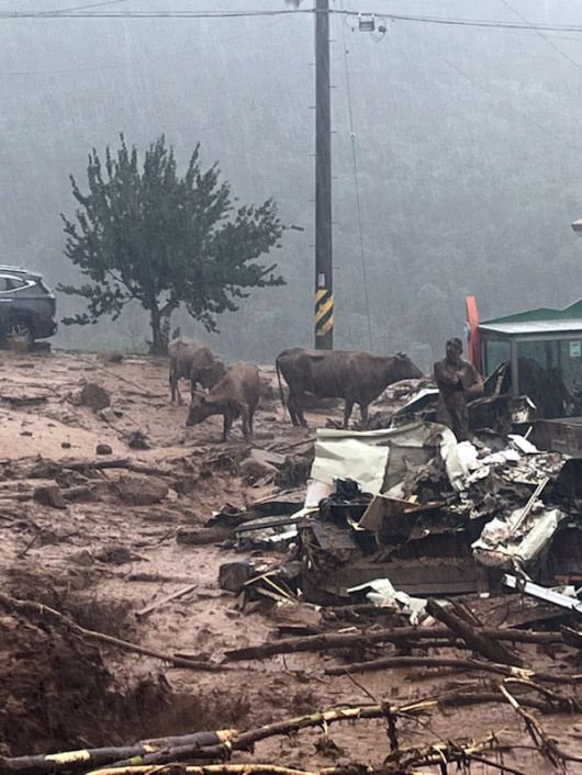 9일 경남 산청군 산청읍 부리 마을에 일부 주택이 파손해 주민과 소가 대피하고 있다. 2025.7.19 (사진=연합뉴스)