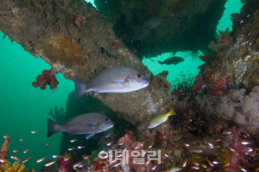 오만에 조성된 해주X 인공어초의 모습. (사진=해주X)