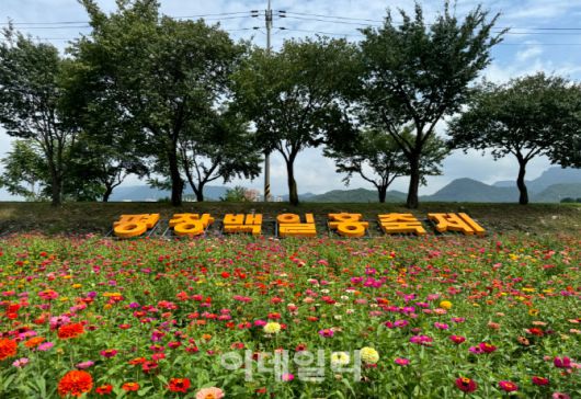 대표적인 가을꽃 ‘백일홍’을 테마로 강원 평창강변 일대에서 7개 테마의 산책로를 조성한 ‘평창 백일홍축제’는 주말인 12일까지 이어진다. (사진=평창군)