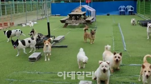 경기도 용인시의 민간동물보호소인 행강 보호소의 모습(사진=행강)