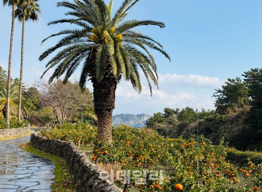 켄싱턴리조트 서귀포 팜트리 정원 내 위치한 감귤밭 (사진=켄싱턴리조트)